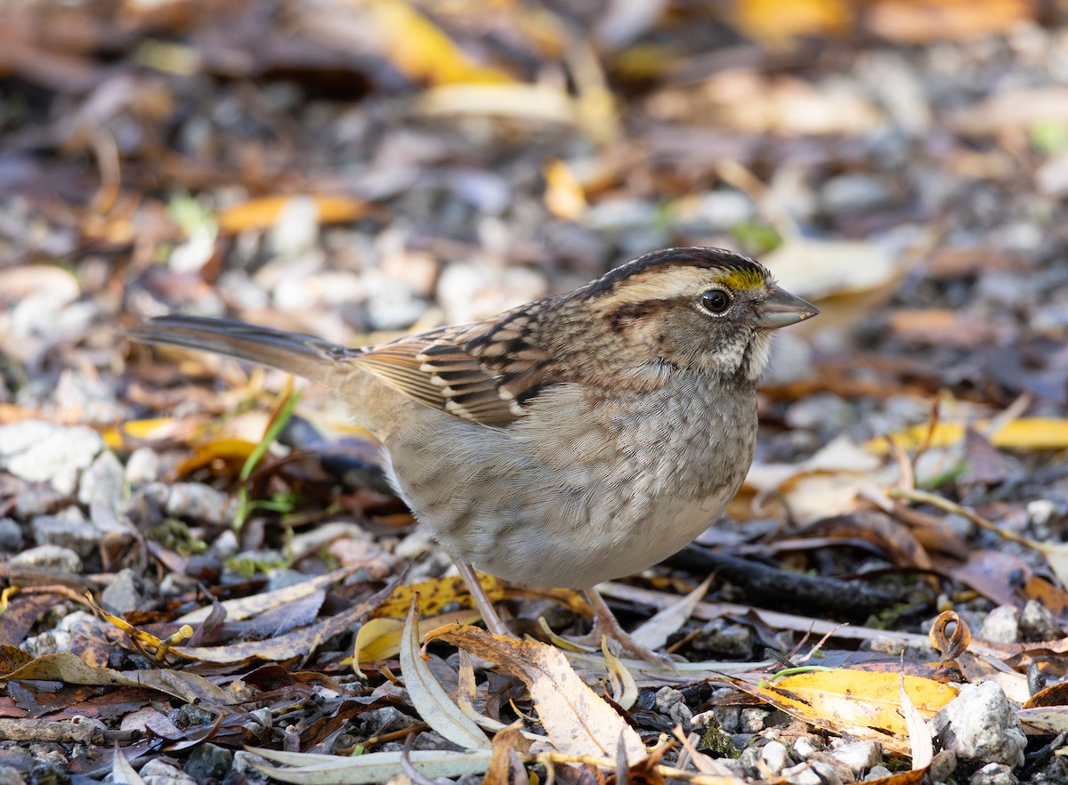 hvitstrupespurv - ML644525825