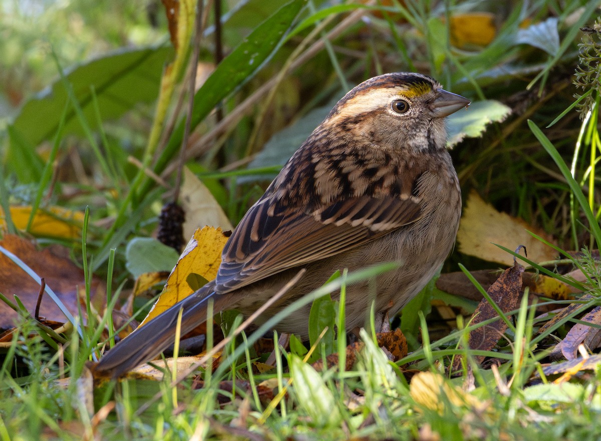 hvitstrupespurv - ML644525826