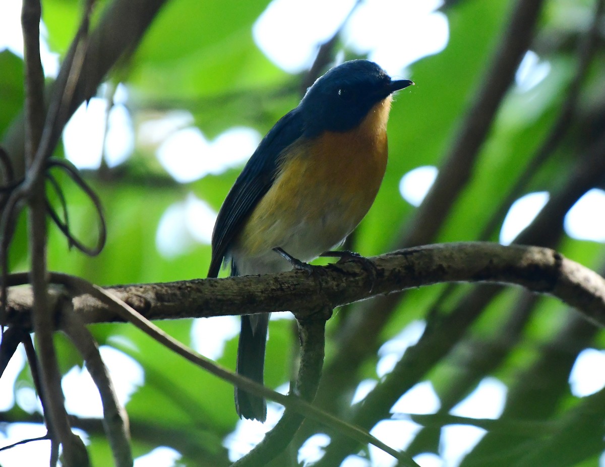 Tickell's Blue Flycatcher - ML644525827