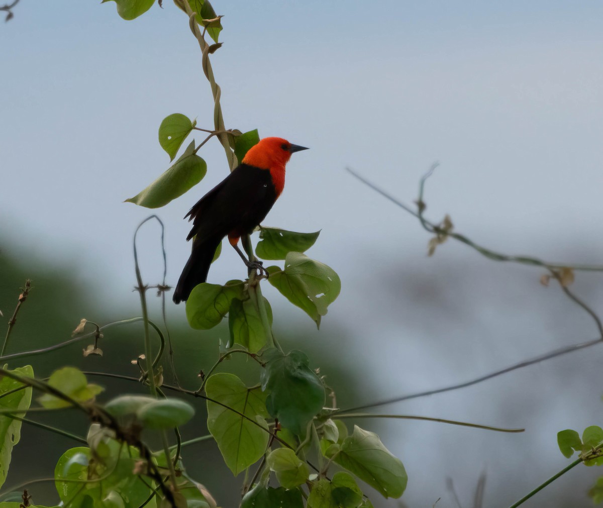 rødhodetrupial - ML644525828