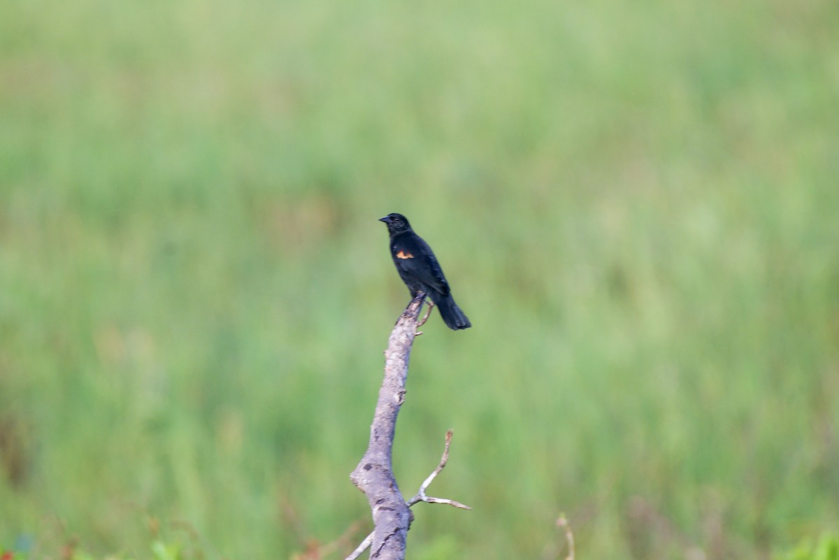 rødvingetrupial - ML644525829