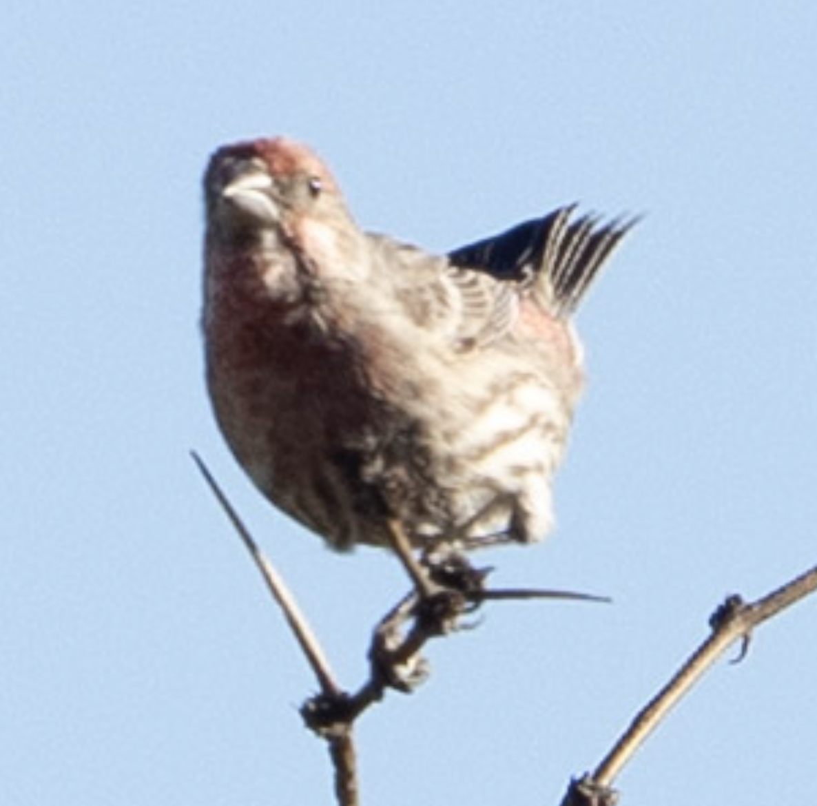 husrosenfink - ML644525830