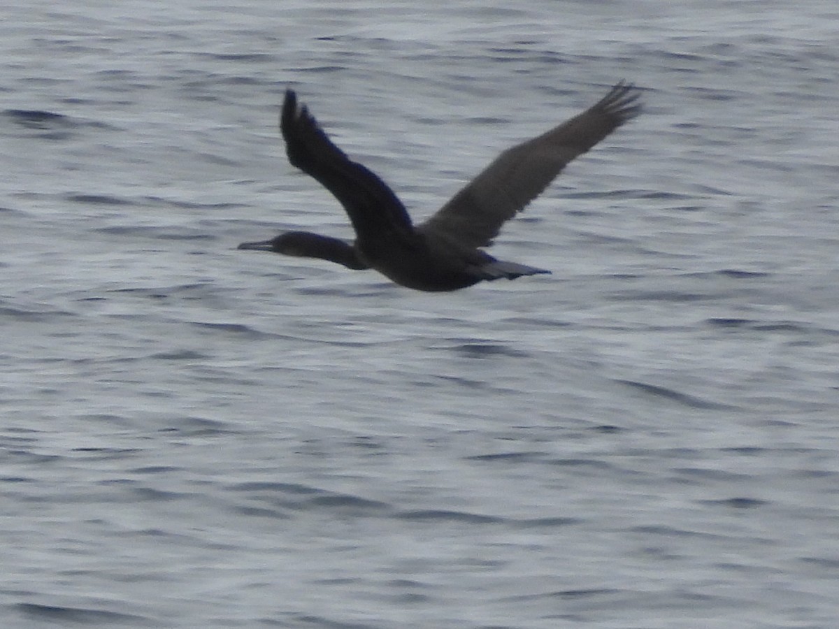 blåhakeskarv - ML644525833