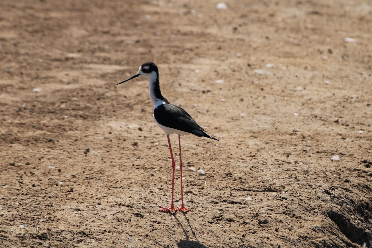 Black-necked Stilt - ML644525834