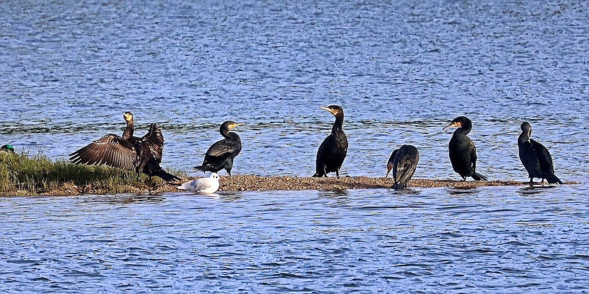 storskarv - ML644525835