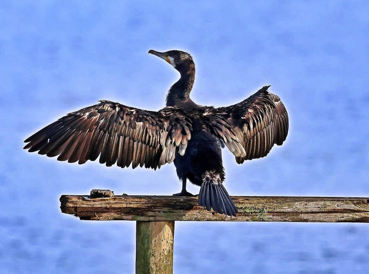 storskarv - ML644525836