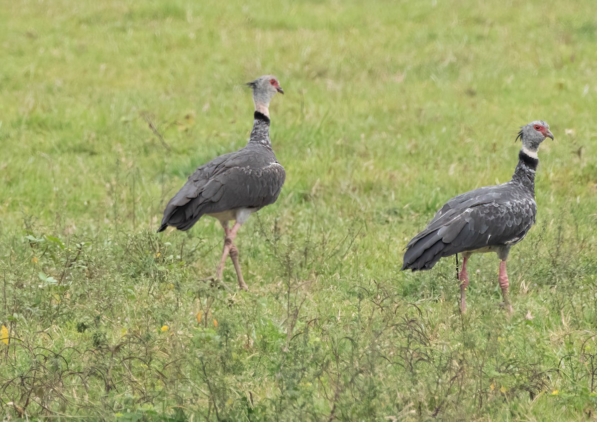 Southern Screamer - ML644525837