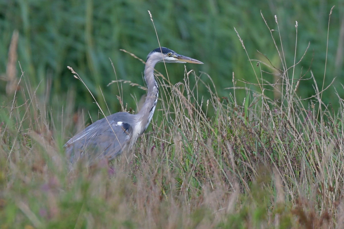 gråhegre - ML644525838