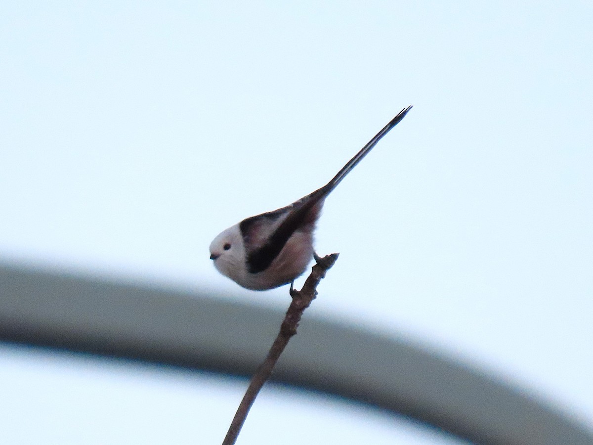 stjertmeis - ML644525839