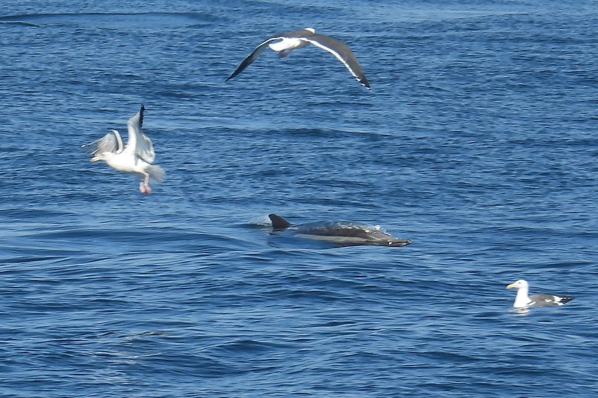 kaliforniasvartbak - ML644525841