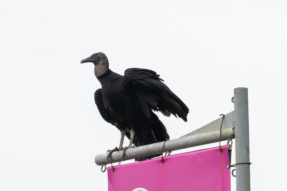 kondor havranovitý - ML644525845