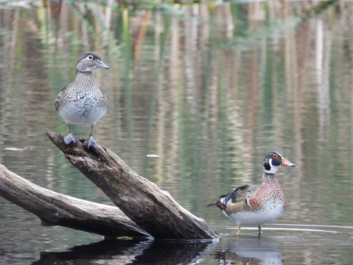 美洲鴛鴦 - ML644525855
