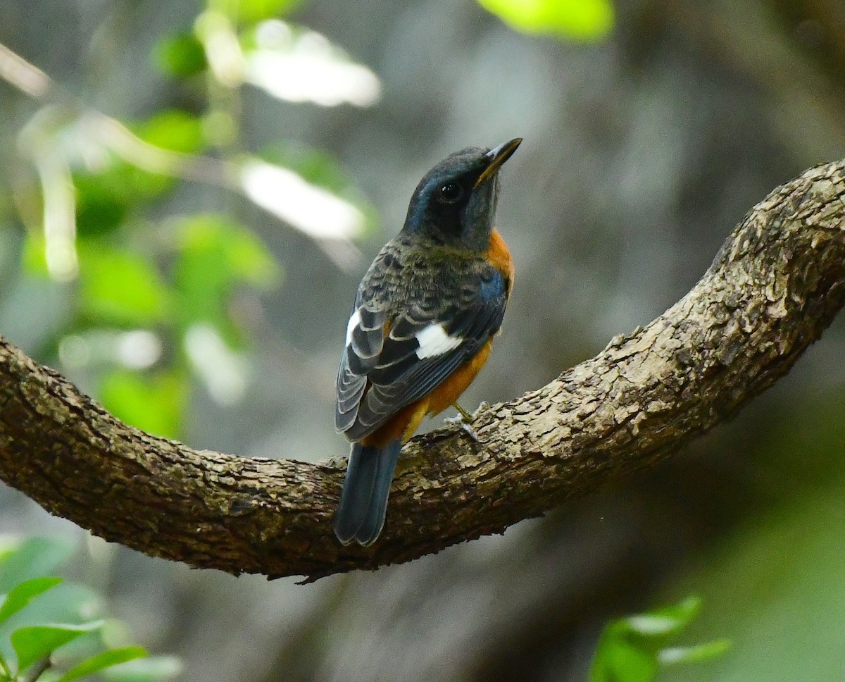 Blue-capped Rock-Thrush - ML644525857