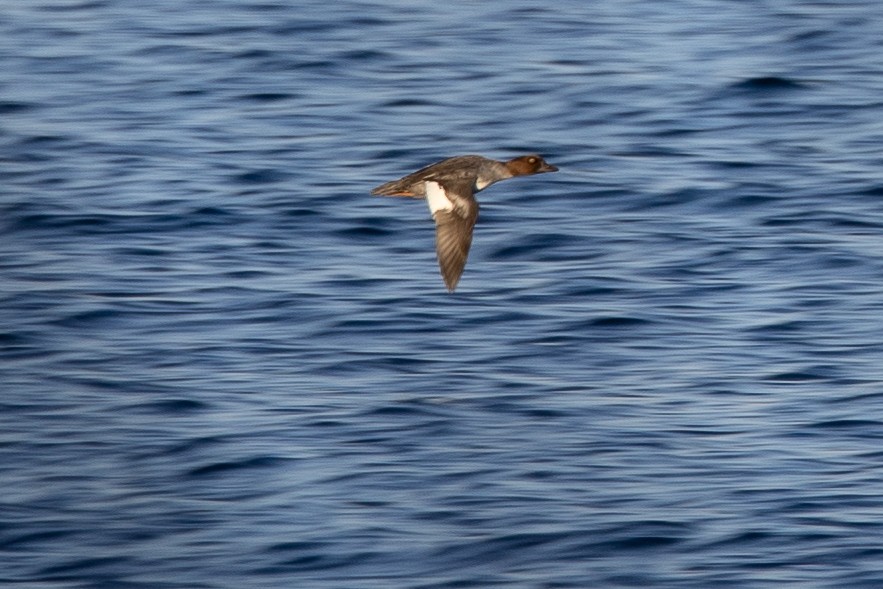 ホオジロガモ - ML644525859