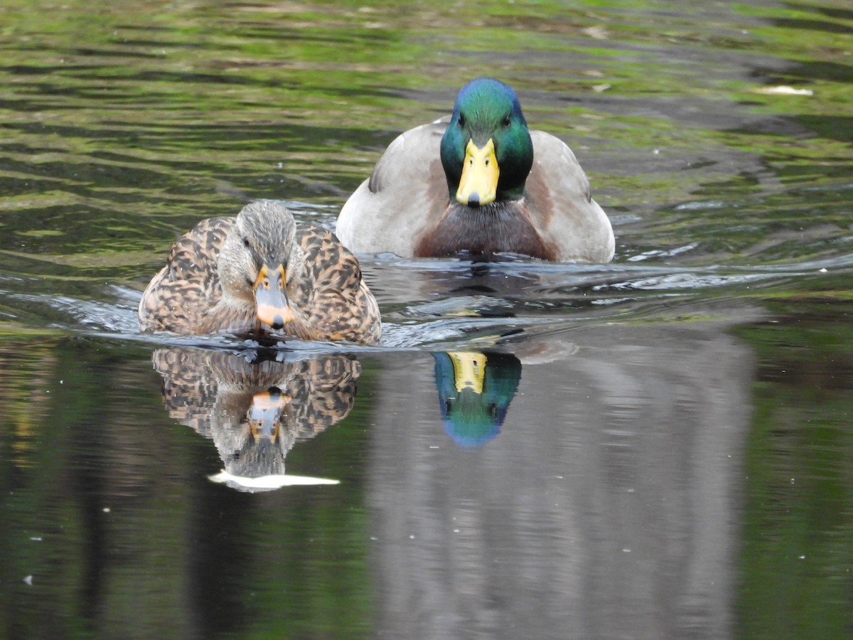 Mallard - ML644525868