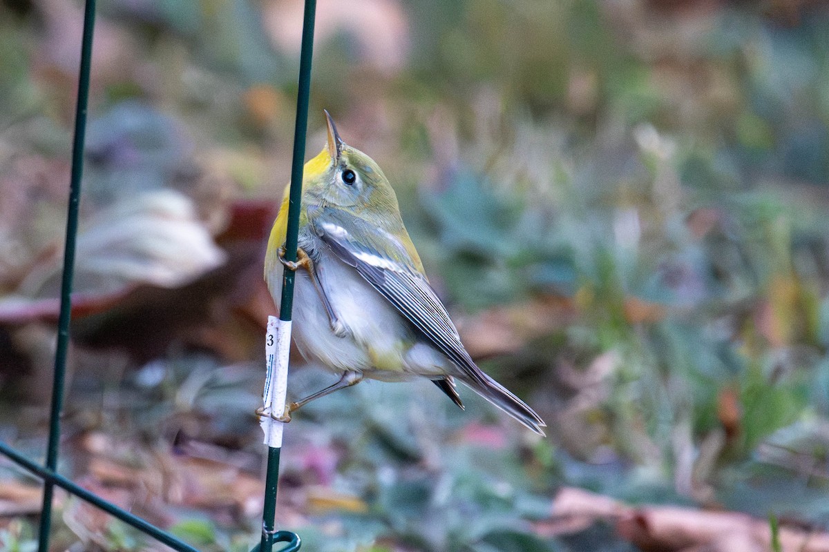 Northern Parula - ML644525874