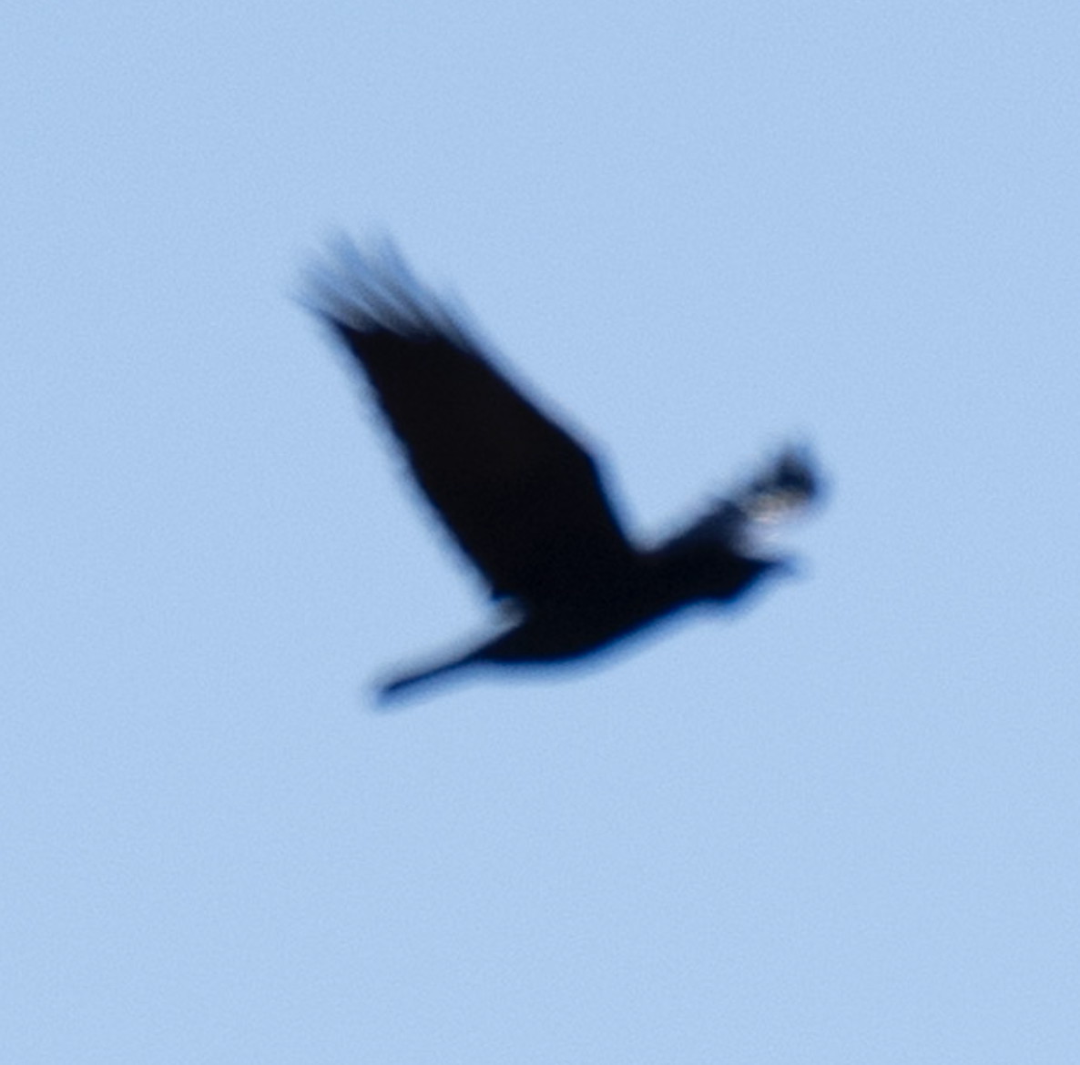 Chihuahuan Raven - ML644525875