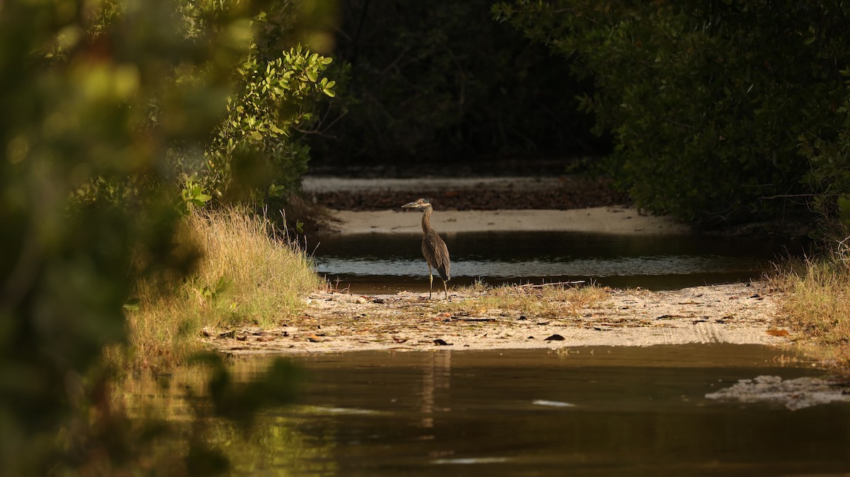 Yellow-crowned Night Heron - ML644525876