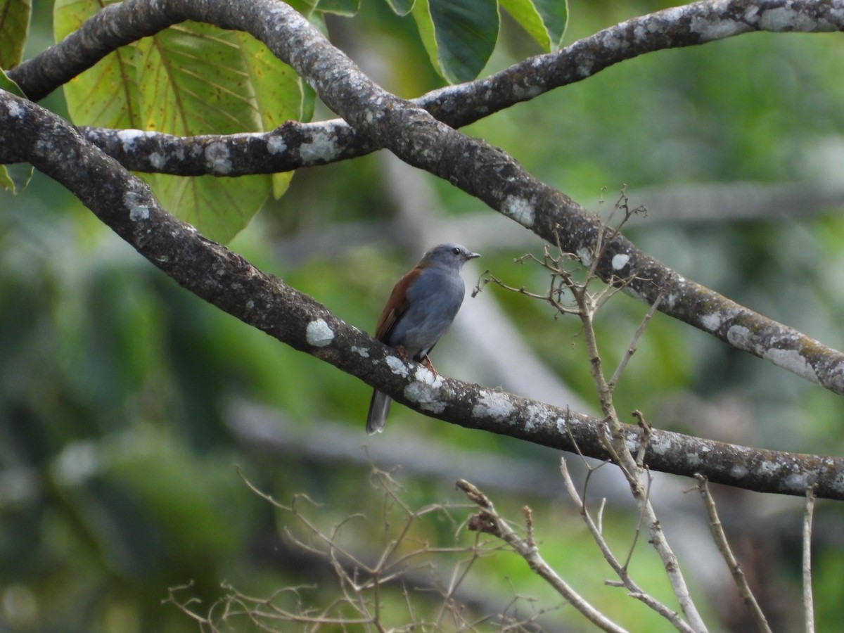 Andean Solitaire - ML644525877