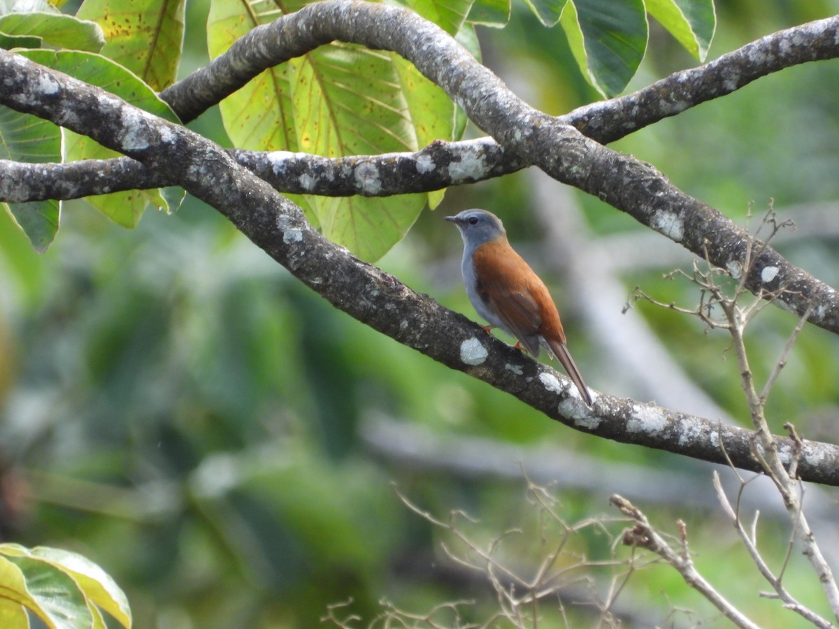 Andean Solitaire - ML644525878