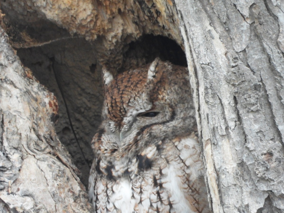 Eastern Screech-Owl - ML644525890