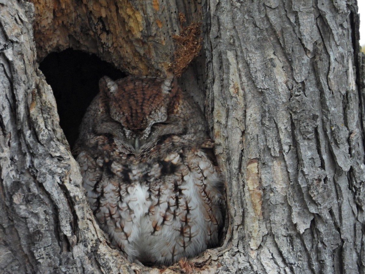 Eastern Screech-Owl - ML644525891