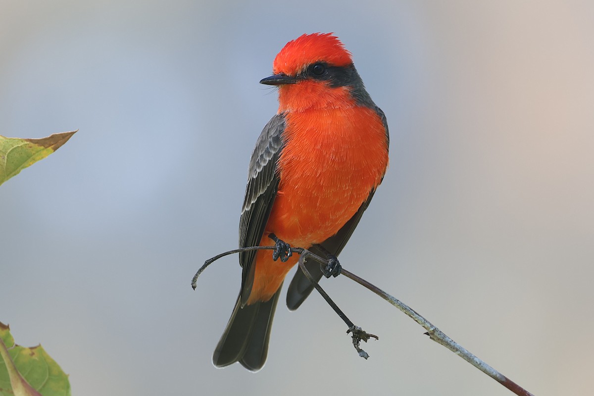 Vermilion Flycatcher - ML644525892