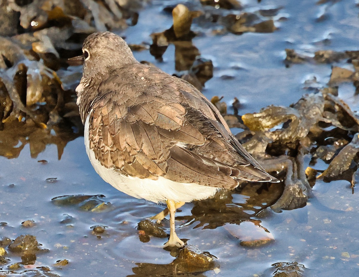 磯鷸 - ML644525900