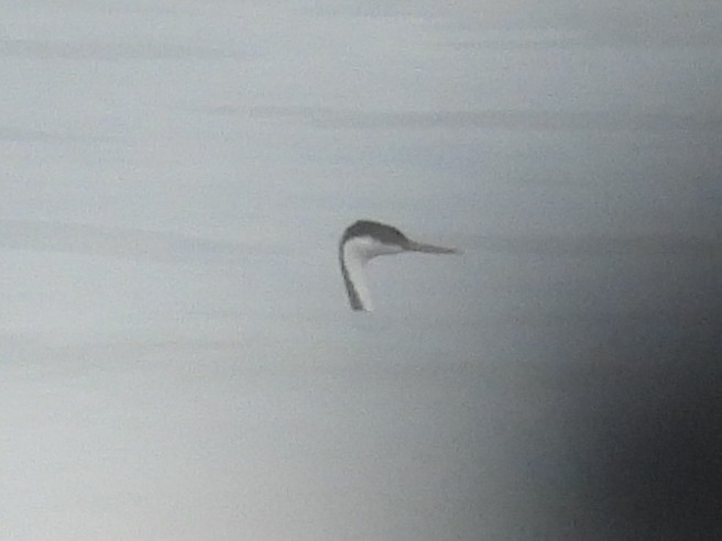 svanedykker - ML644525911