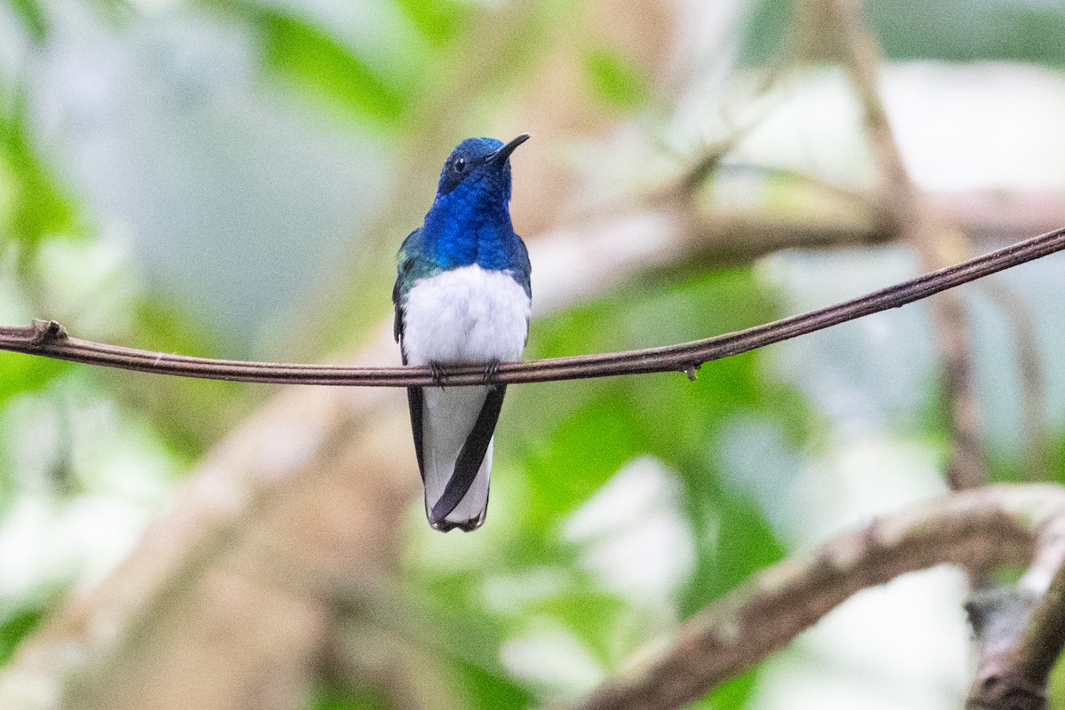 Weißnackenkolibri - ML644525912