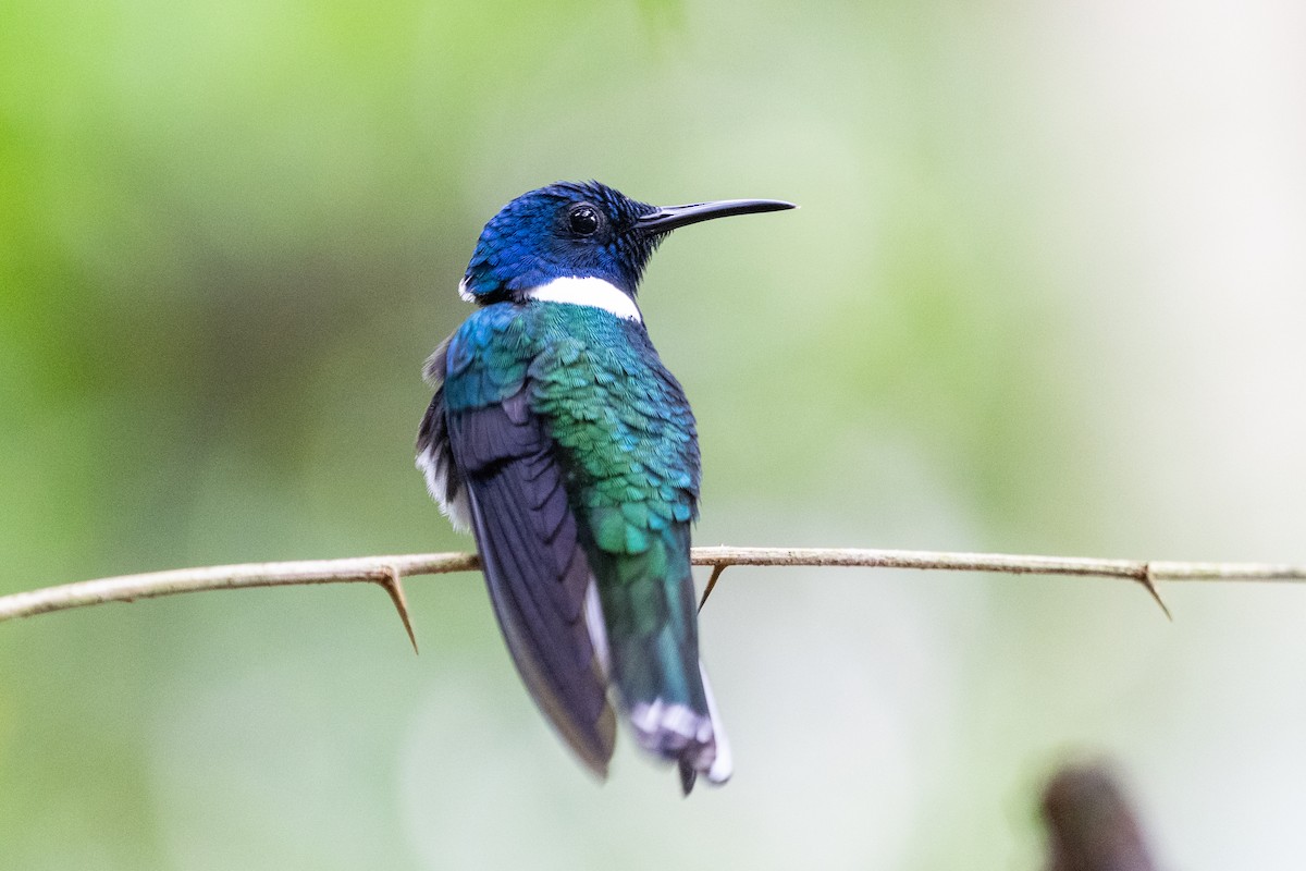 Weißnackenkolibri - ML644525913