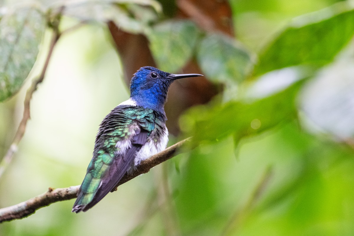 Weißnackenkolibri - ML644525914