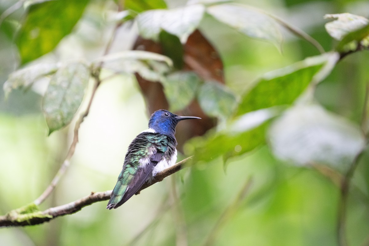 Weißnackenkolibri - ML644525915