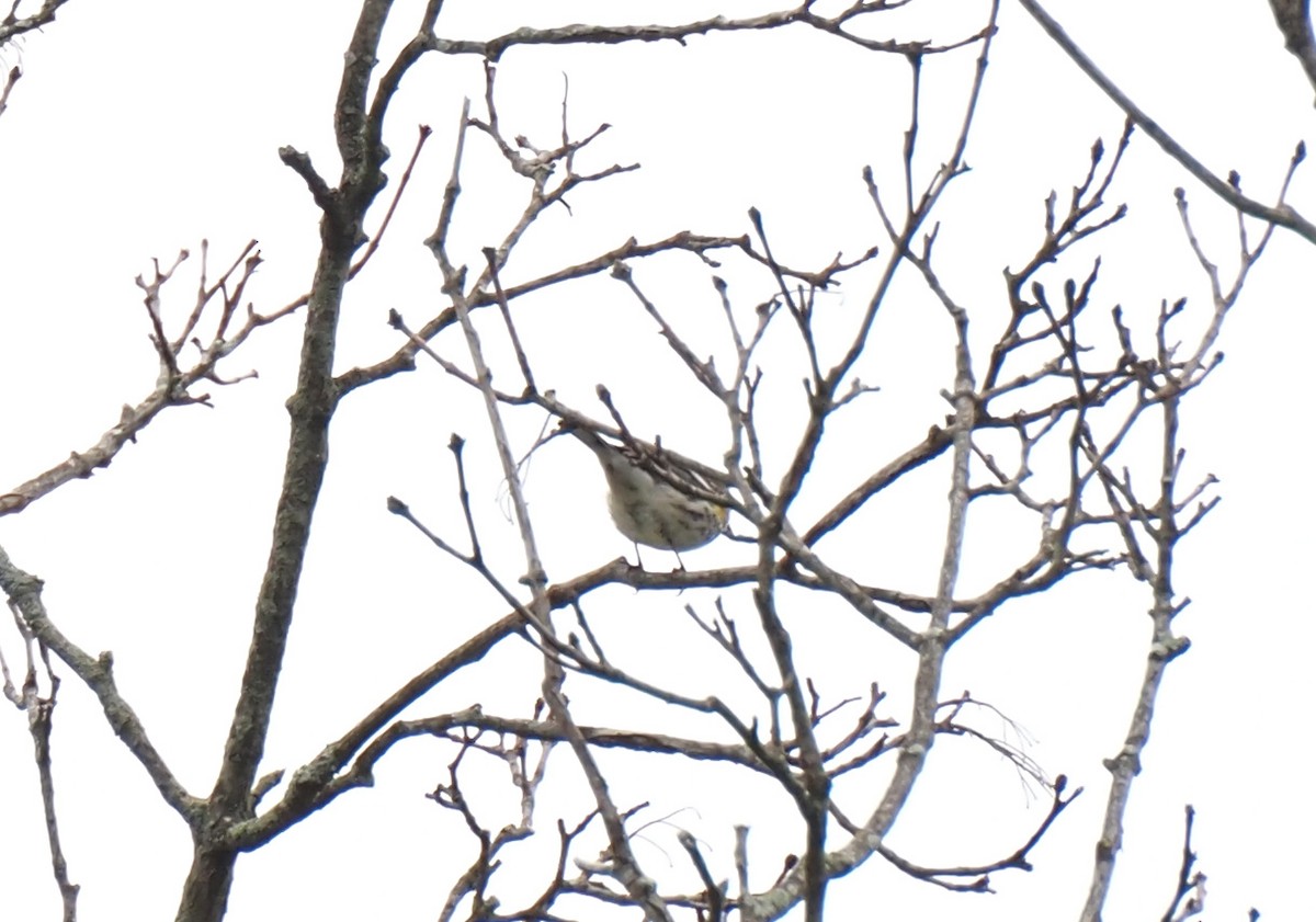 lesňáček žlutoskvrnný - ML644525923