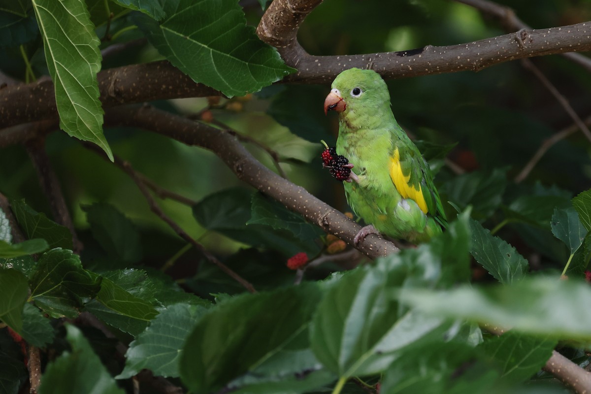 Yellow-chevroned Parakeet - ML644525930