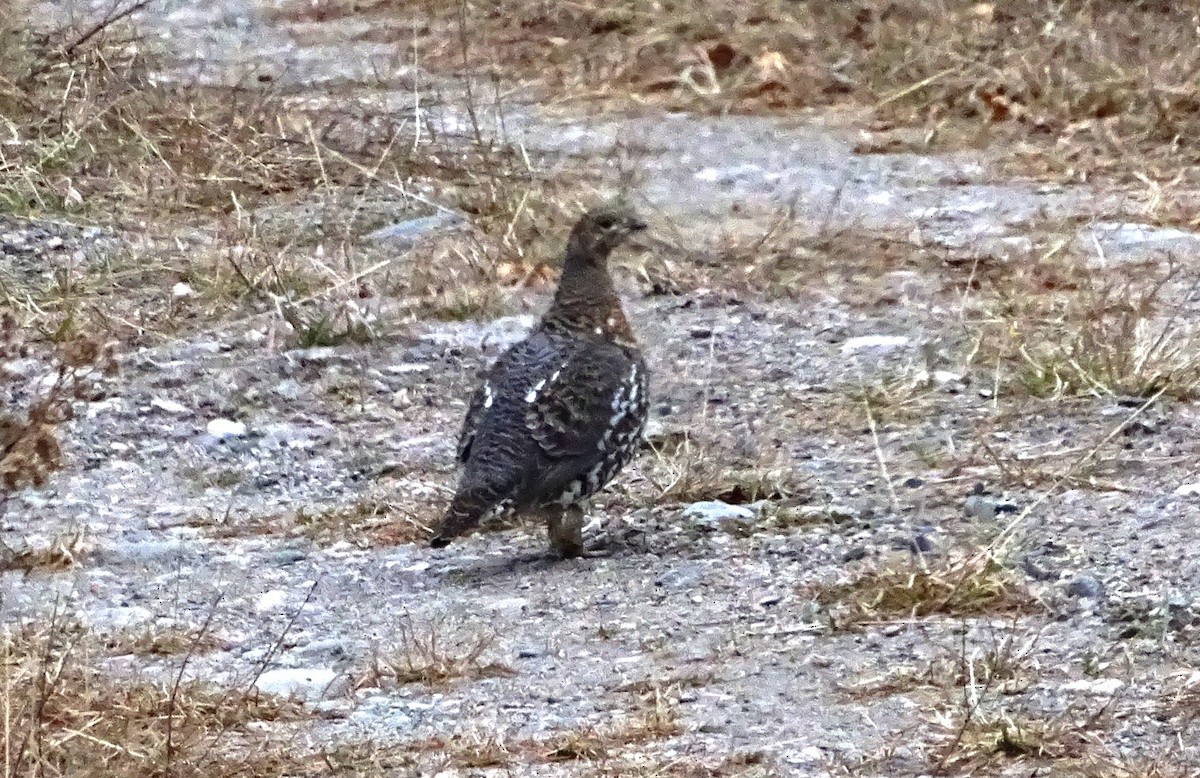 ハリモミライチョウ - ML644525932