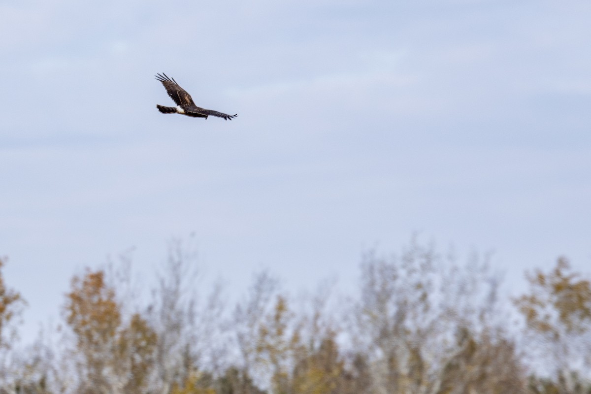 Northern Harrier - ML644525933