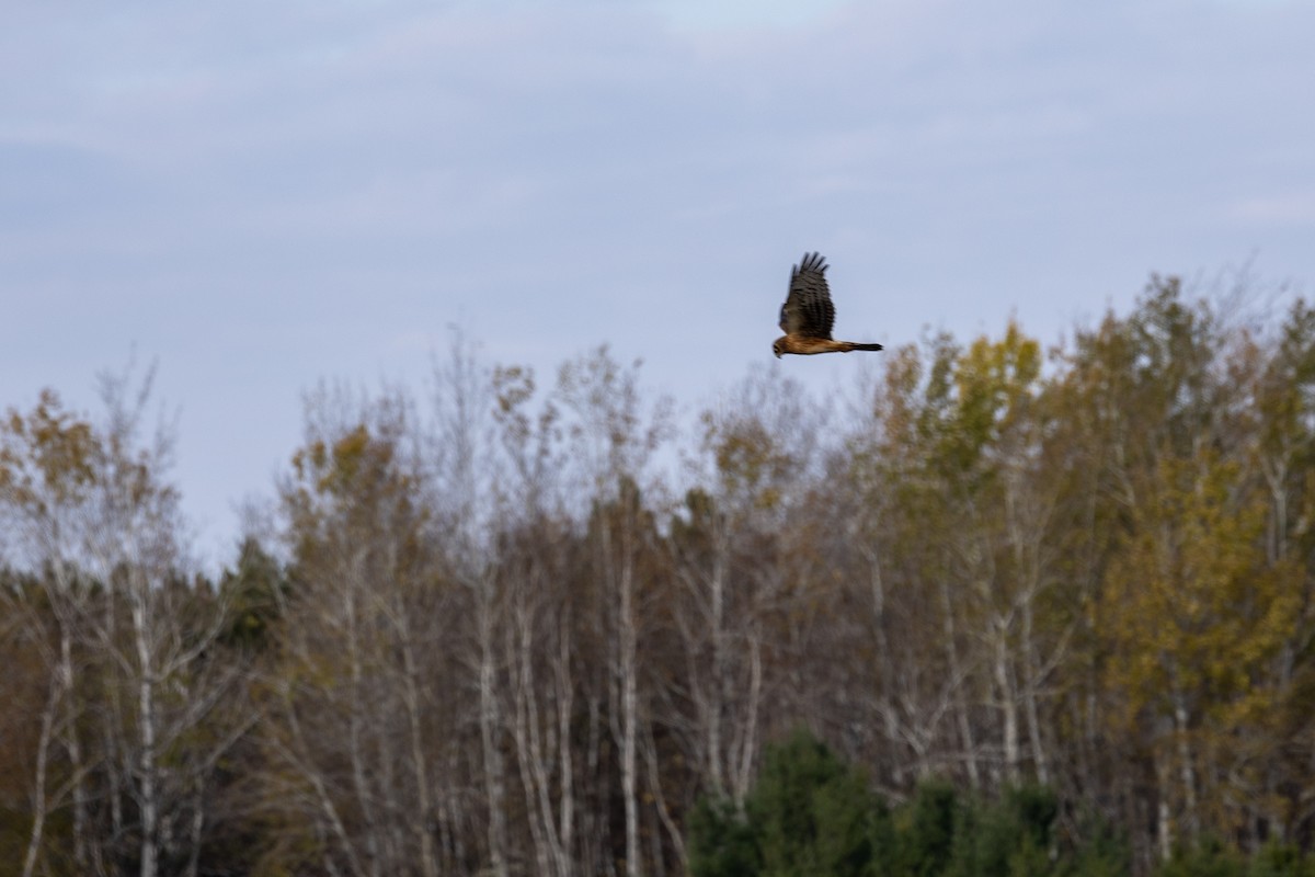 Northern Harrier - ML644525934