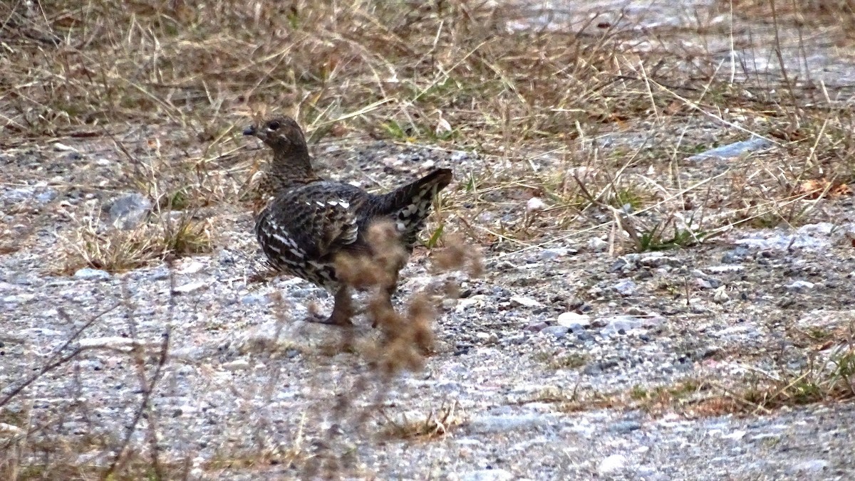 ハリモミライチョウ - ML644525940