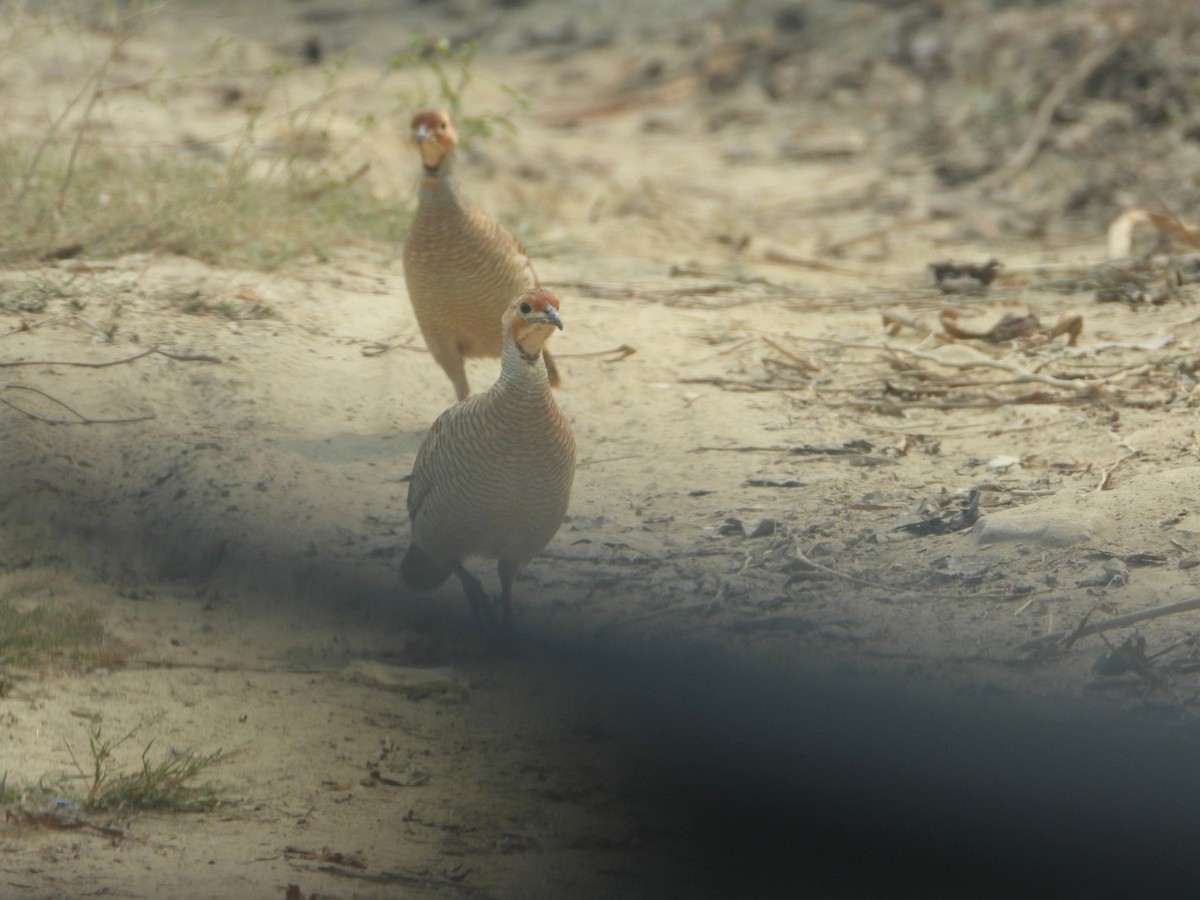 Gray Francolin - ML644525941