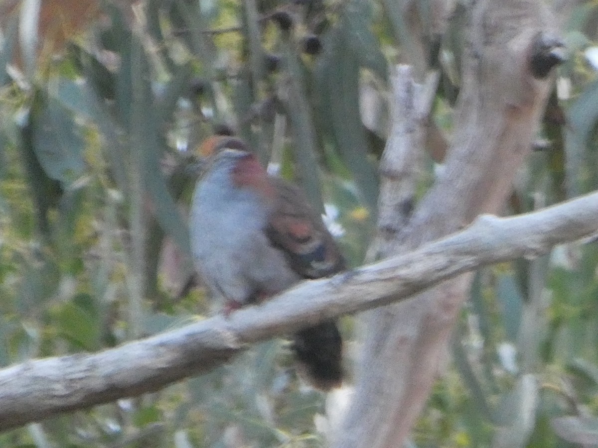 holub pestrokřídlý - ML644525946