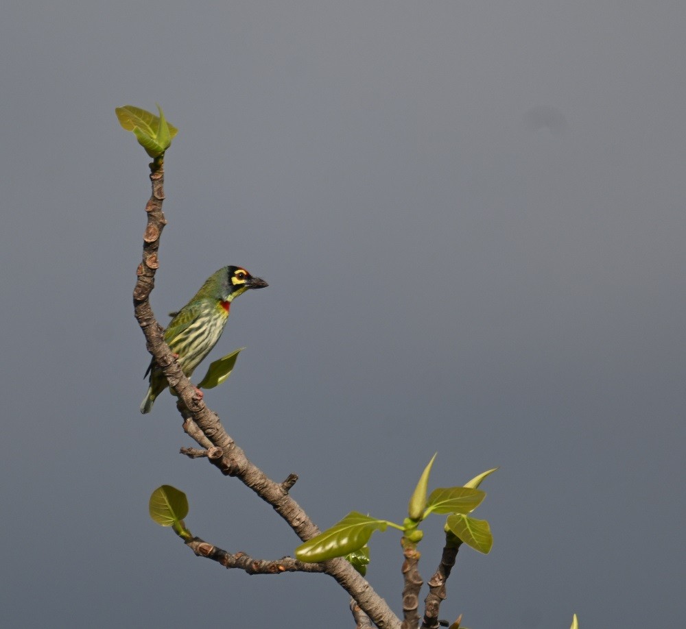Coppersmith Barbet - ML644525947