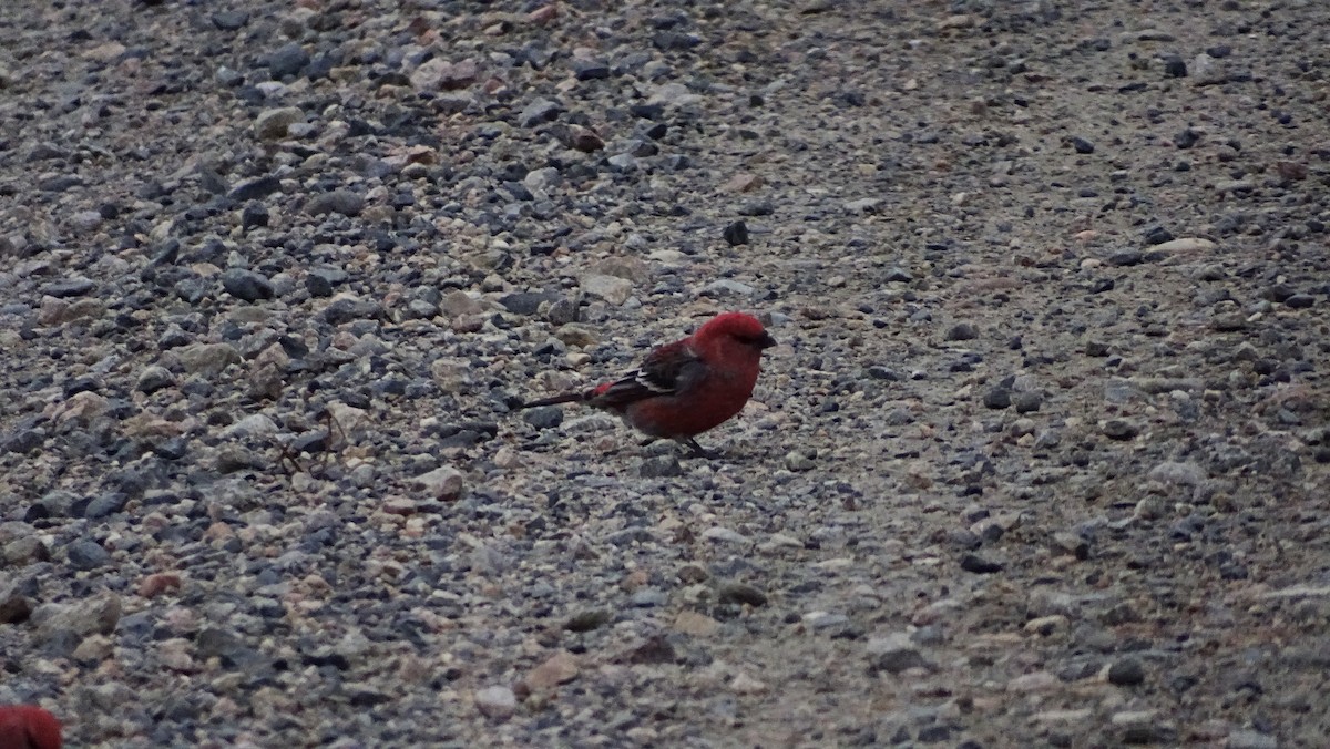 Pine Grosbeak - ML644525957