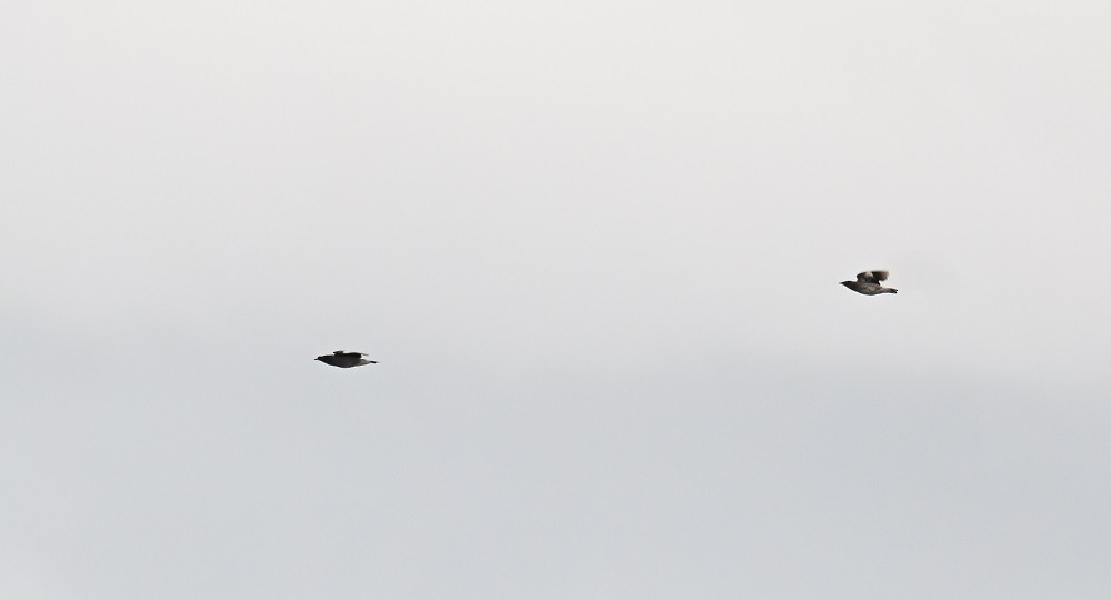 Jungle Myna - ML644525958