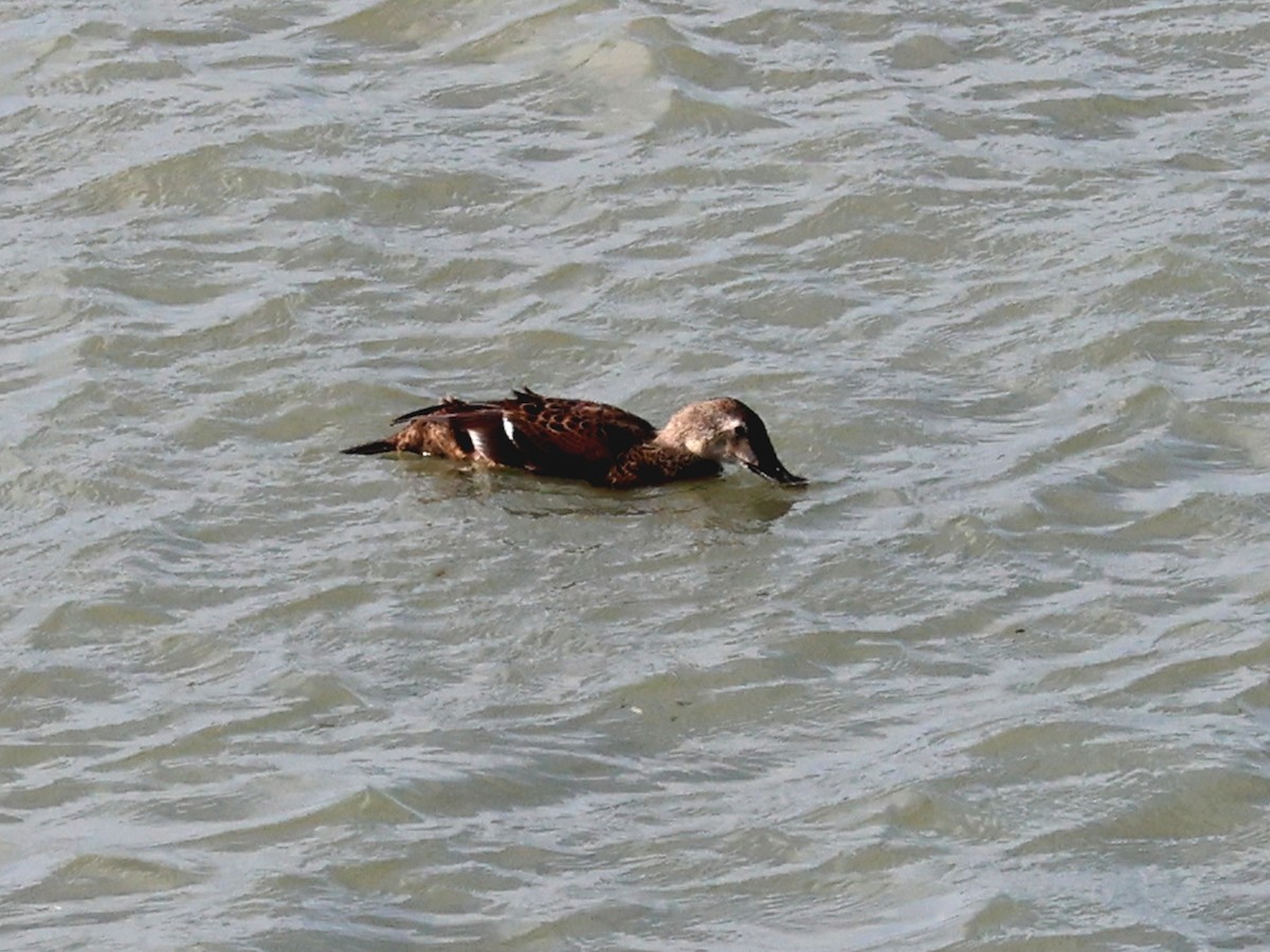 ケワタガモ - ML644525960