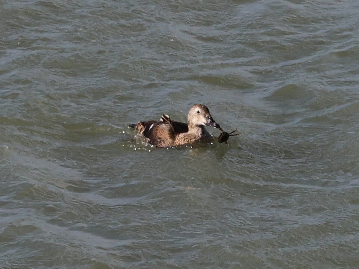 ケワタガモ - ML644525961