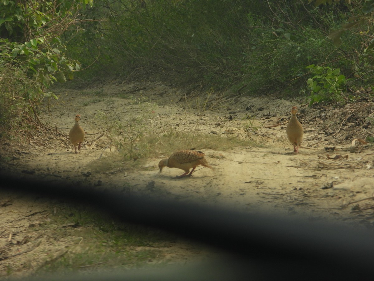 Gray Francolin - ML644525962