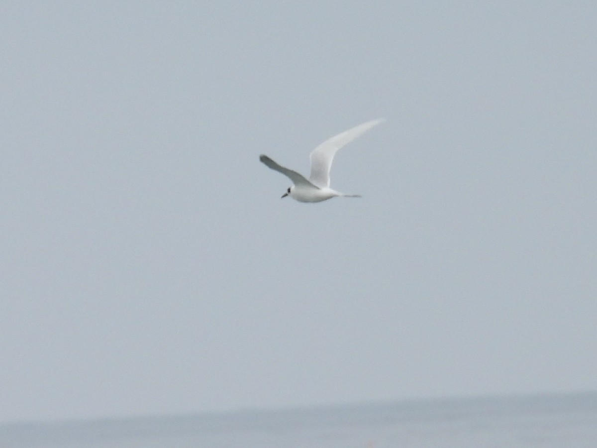 Forsterseeschwalbe - ML644525964