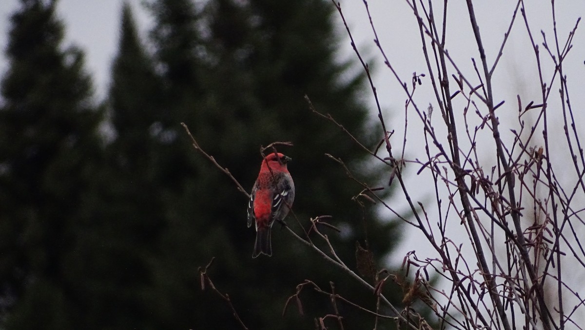 Pine Grosbeak - ML644525967