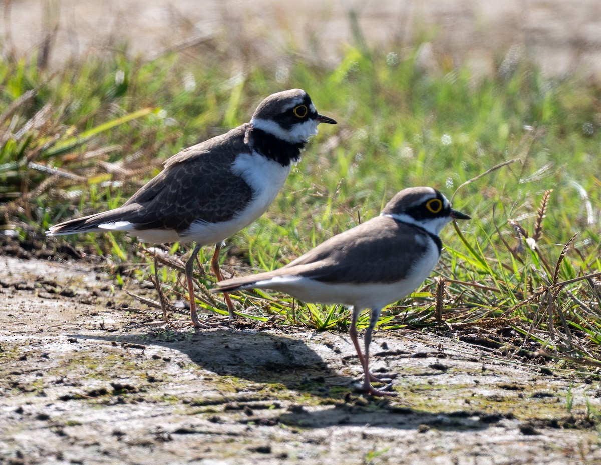 Corriere piccolo - ML644525968